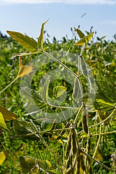 Soybean pods, close up. Agricultural soy plantation on the sunny field bokeh background. Soy bean plant in sunny field