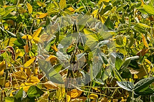 Soybean pods, close up. Agricultural soy plantation on the sunny field bokeh background. Soy bean plant in sunny field