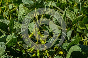 Soybean pods, close up. Agricultural soy plantation and sunshine. Soy bean plant in sunny field. Green growing soybean against