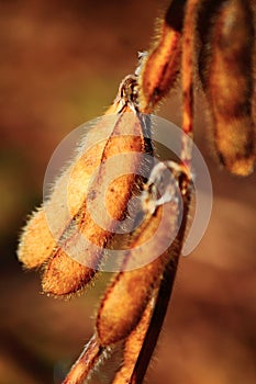 Soybean Pods