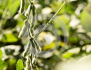 Soybean pods with selective focus on green soybean field.