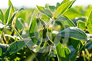 Soybean pods on soybean plantation. Ripening of soybeans. Soy plant. Soy pods. Soybean field. Agricultural Season. Selective focus