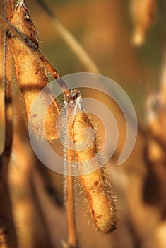 Soybean Pods