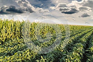 Soybean ripening next to corn maize field at spring season, agricultural landscape.