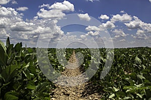 A soybean row in Arkansas