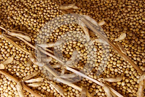 Soybean seeds