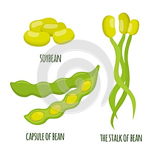 Soybean set. Beans, capsule of soya, stalks. Vegetarian healthy food.