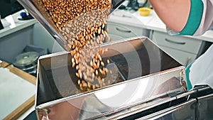 Soybean Sorting in Industrial Selection Process, Close-up of soybeans being selected on a conveyor.