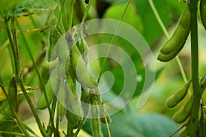 Soybean (soya bean, soy bean) on the tree. Soybeans is one of the ingredient to make tempe or tofu photo