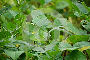 Soybean (soya bean, soy bean) leaves on the tree. Soybeans is one of the ingredient to make tempe or tofu photo
