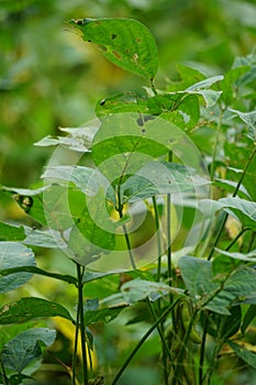 Soybean (soya bean, soy bean) leaves on the tree. Soybeans is one of the ingredient to make tempe or tofu photo