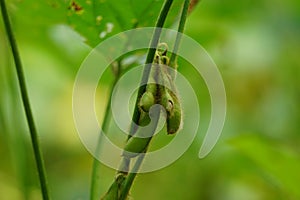 Soybean (soya bean, soy bean) on the tree. Soybeans is one of the ingredient to make tempe or tofu photo