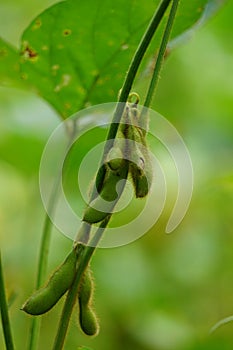 Soybean (soya bean, soy bean) on the tree. Soybeans is one of the ingredient to make tempe or tofu photo