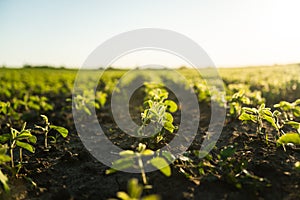 Soybean, soya bean sprouts growing on a field in industrial scale. Products for vegetarians. Agricultural soy plantation