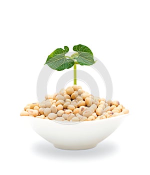 Soybean sprout isolated on white background (Clipping path)