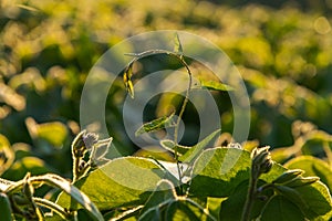 soybean sprout with leaves at sunrise