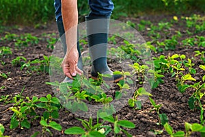 soybean sprouts on the field growing in the hands of a farmer. Selective focus.