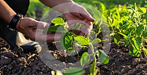 soybean sprouts on the field growing in the hands of a farmer. Selective focus.