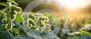 Soybean Symphony: Sunlit Pods in Harmony. Concept Agricultural Photography, Farming Lifestyle,