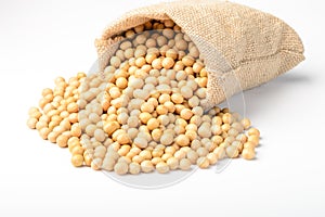 Soybean