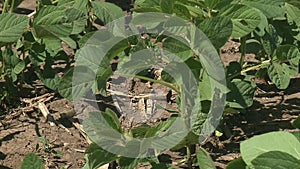 Soybeans blowing in the wind on a summer day