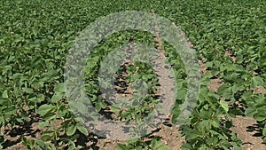 Soybeans blowing in the wind on a summer day