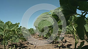 Soybeans blowing in the wind on a summer day