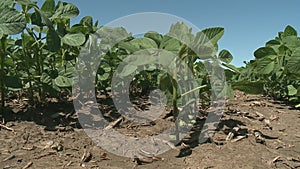 Soybeans blowing in the wind on a summer day