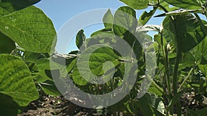 Soybeans blowing in the wind on a summer day