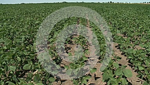 Soybeans blowing in the wind on a summer day