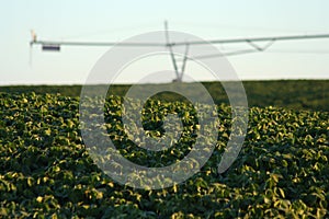 Soybeans and Center Pivot photo