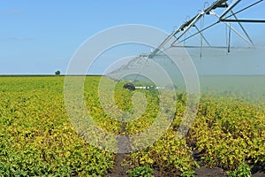 Soybeans and Center Pivot