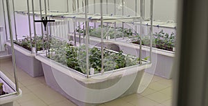 Soybeans greenhouse greenhouse soilless cultivation of vegetables. Greenhouse Plant row Grow with LED Light Indoor Farm