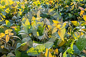 Soybeans pod macro. Harvest of soy beans - agriculture legumes plant. Soybean field - dry soyas pods