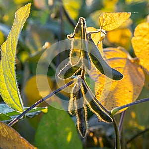 Soybeans pod macro. Harvest of soy beans - agriculture legumes plant. Soybean field - dry soyas pods