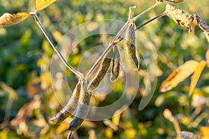 Soybeans pod macro. Harvest of soy beans - agriculture legumes plant. Soybean field - dry soyas pods