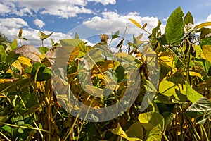 Soybeans pod macro. Harvest of soy beans - agriculture legumes plant. Soybean field - dry soyas pods