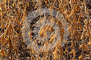 Soybeans pod macro. Harvest of soy beans - agriculture legumes plant. Soybean field - dry soyas pods