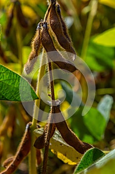 Soybeans pod macro. Harvest of soy beans - agriculture legumes plant. Soybean field - dry soyas pods