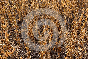 Soybeans pod macro. Harvest of soy beans - agriculture legumes plant. Soybean field - dry soyas pods photo