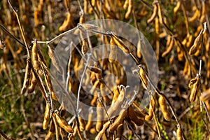 Soybeans pod macro. Harvest of soy beans - agriculture legumes plant. Soybean field - dry soyas pods