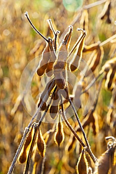 Soybeans pod macro. Harvest of soy beans - agriculture legumes plant. Soybean field - dry soyas pods