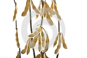 Soybeans in shells on branch isolated