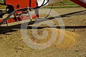 Soybeans spilled on the ground