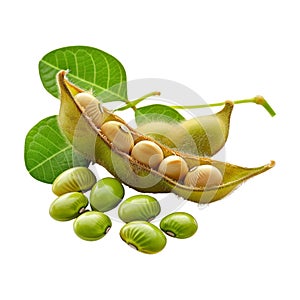 Soybeans on Transparent Background - Ai Generated