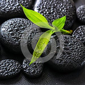 Spa background of green branch bamboo on zen basalt stones with