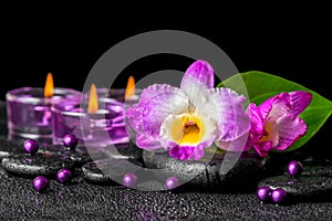spa background of purple orchid dendrobium, green leaf Calla lily and candles on black zen stones with drops, closeup