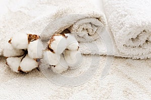 Spa background. Two fluffy flower of cotton plant on the background of rolled up terry towels