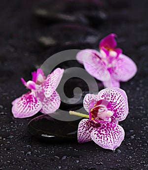 Spa beauty and massage concept. Natural orchids with zen stones