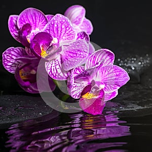 Spa concept of beautiful branches stripped lilac orchid